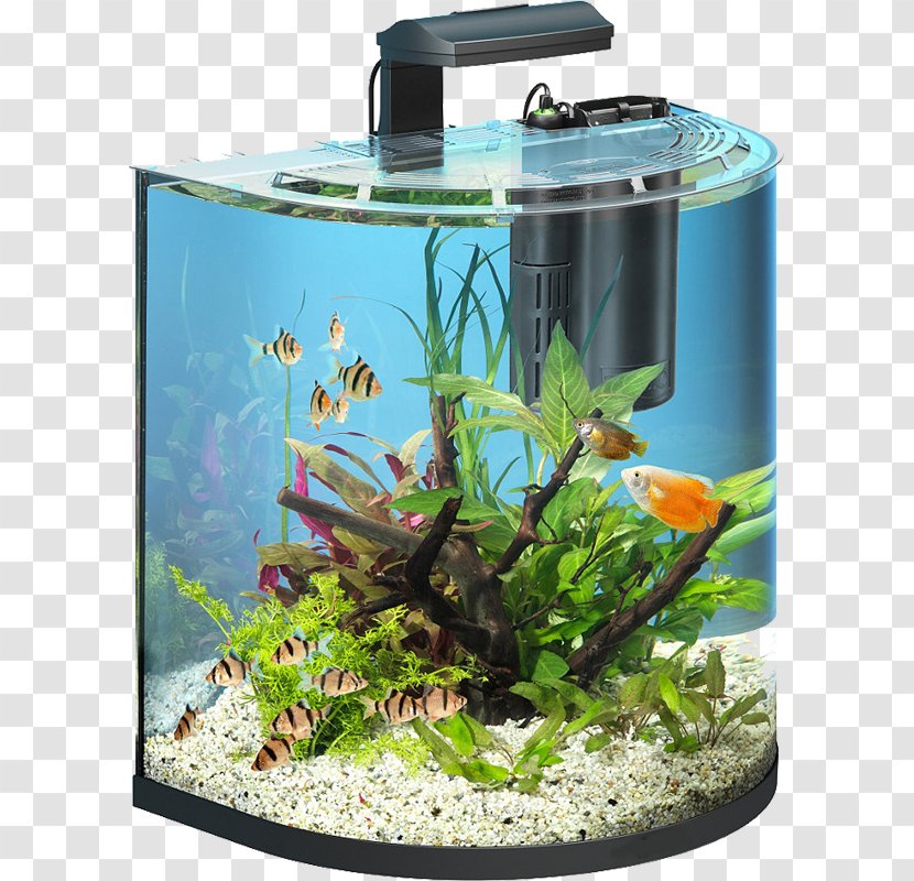 Goldfish Aquarium Tetra Fishkeeping Filter - Lightemitting Diode - Automatically Changing The Water Tank Transparent PNG