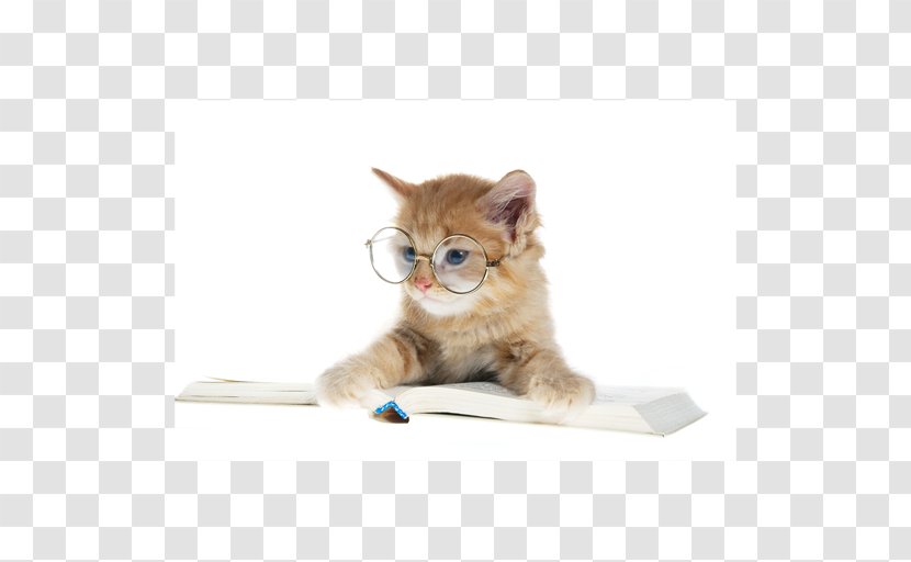Kitten Desktop Wallpaper Feral Cat Abyssinian Eye Glasses - Behavior Transparent PNG