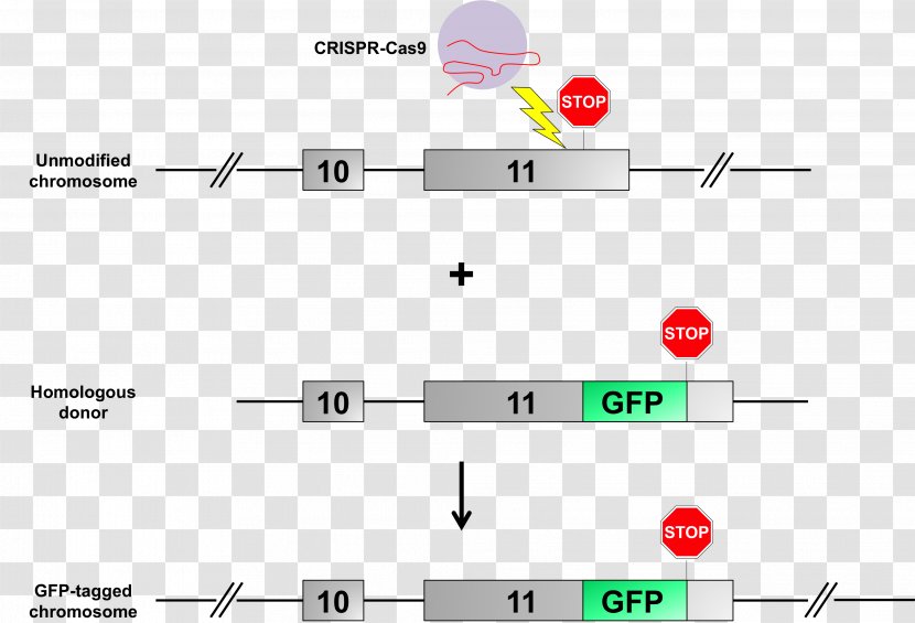 Green Fluorescent Protein CRISPR Transgene Mouse Gene Knockin - Area - Flyer. Vector Transparent PNG