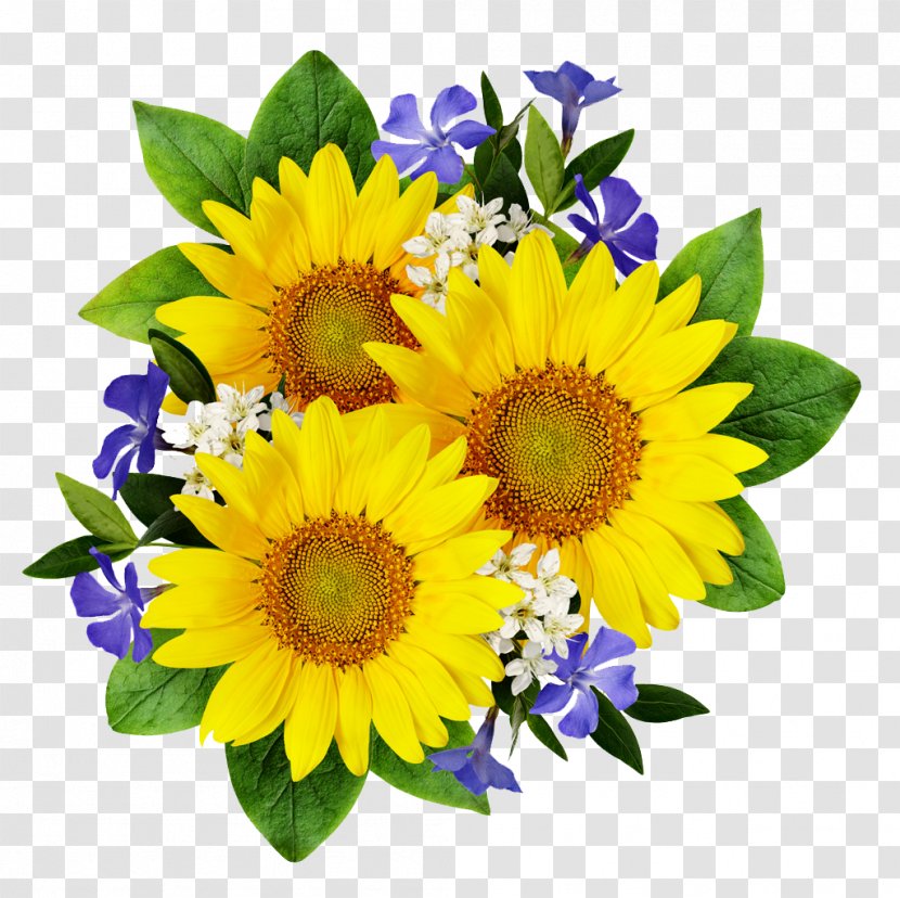 Common Sunflower Stock Photography Flower Bouquet Transparent PNG