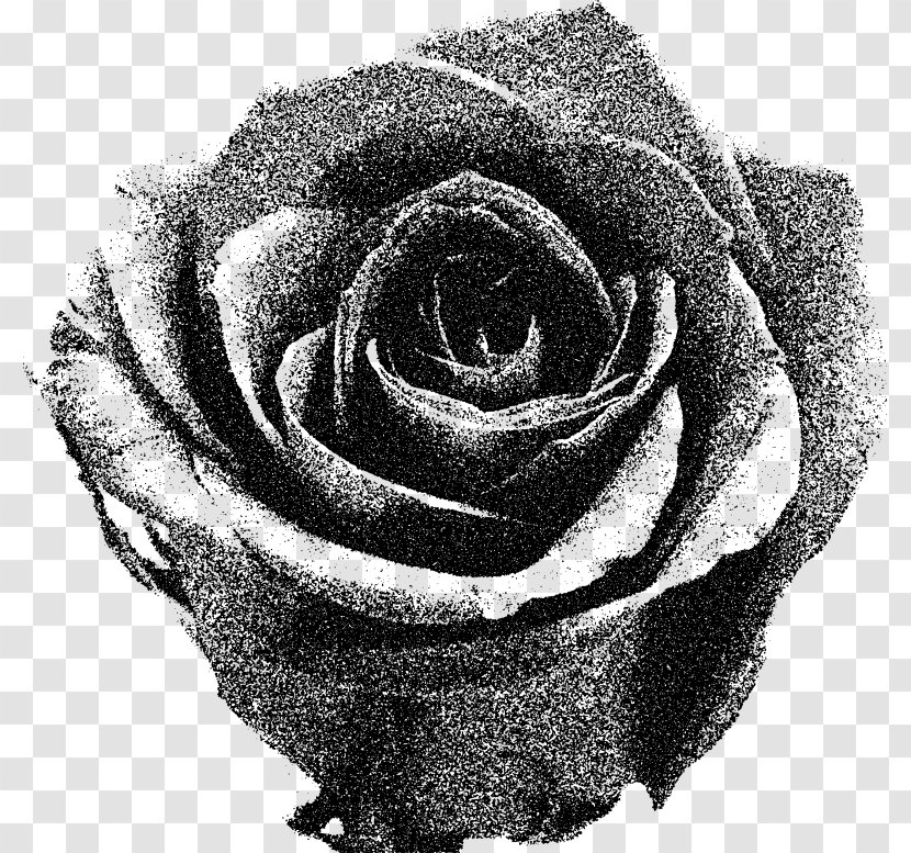 Garden Roses Stock Photography Download Drawing - Petal - Grey Rose Transparent PNG
