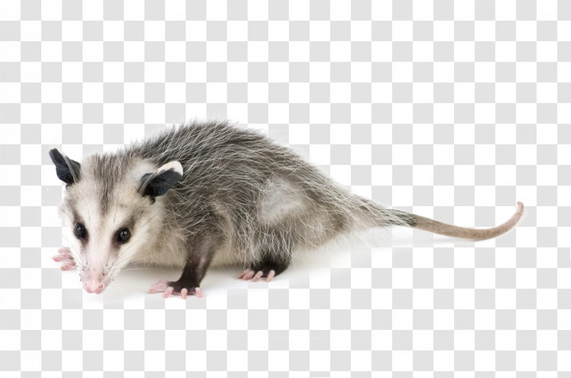 Virginia Opossum Pest Control Marsupial Omnivore - Rat - Skunk Transparent PNG