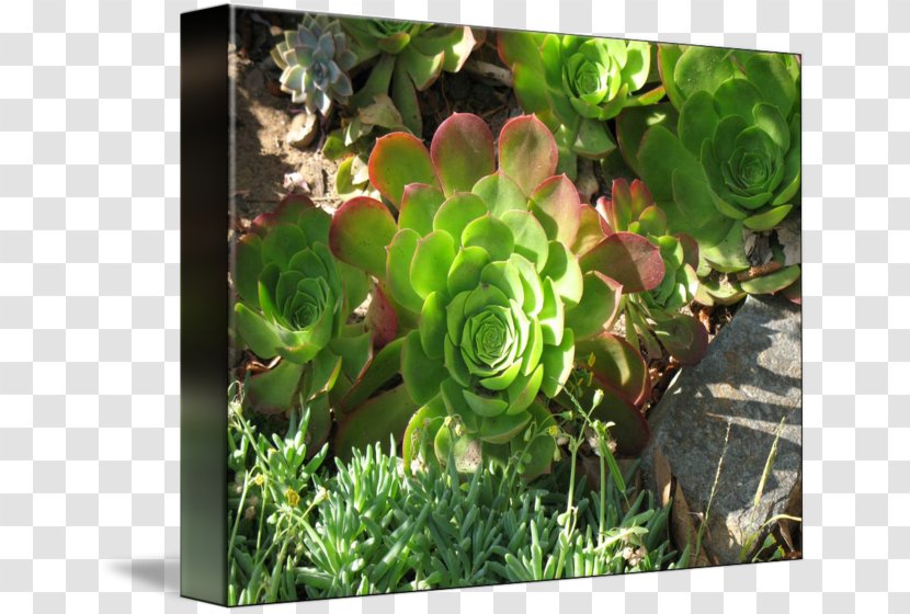 Plant Herb Flower Groundcover - Succulent Border Transparent PNG