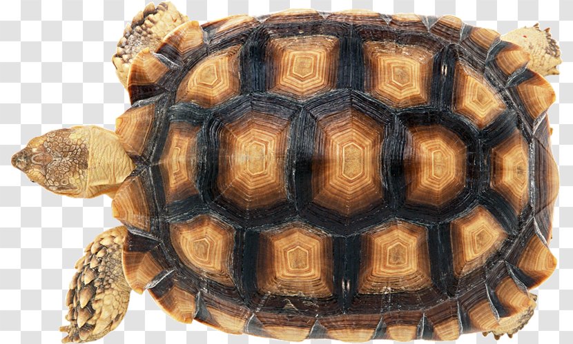 Turtle Shell Reptile Carapace Stock Photography - Emydidae - Tortuga Transparent PNG