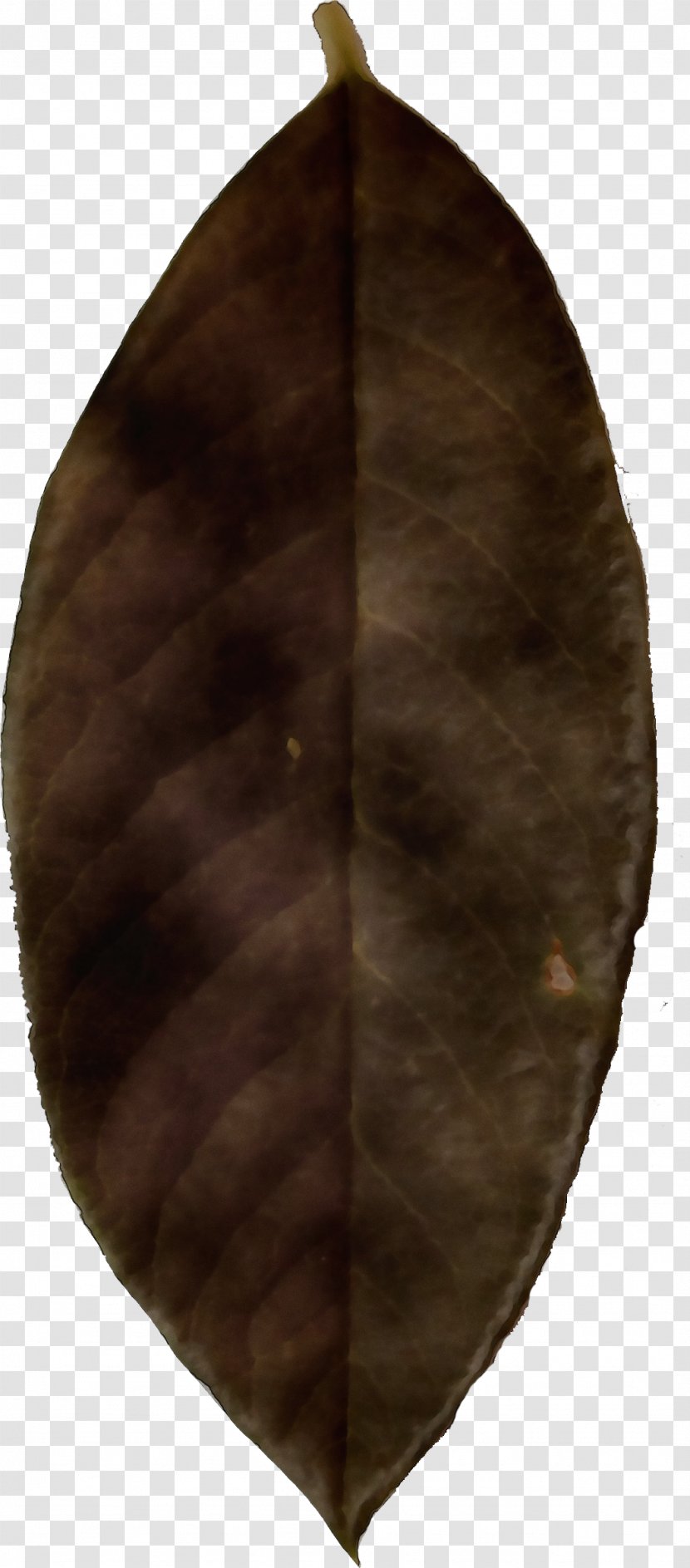 Leaf Cartoon - Brown Transparent PNG