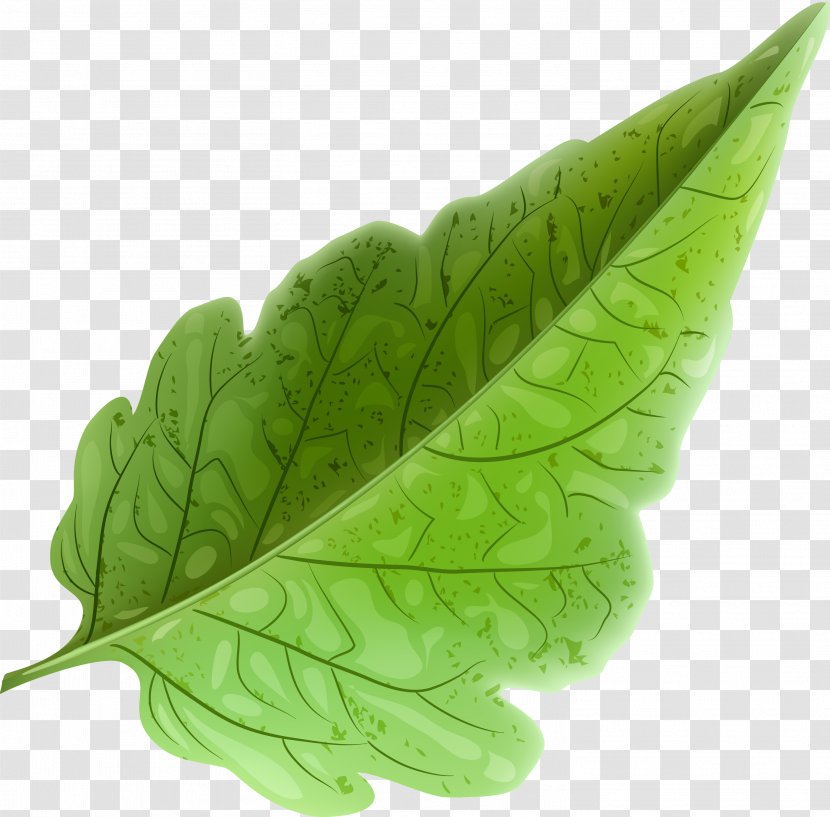 Leaf Vecteur - Resource - Green And Fresh Leaves Transparent PNG