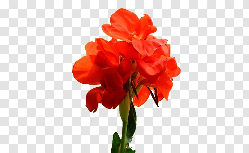 Canna Indica Flower Pixel - Plant - Cannabis Pictures Transparent PNG