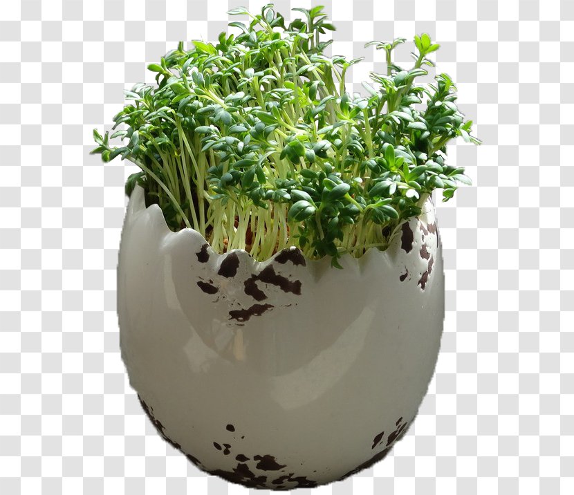 Herb Flowerpot - Plant - Cress Transparent PNG