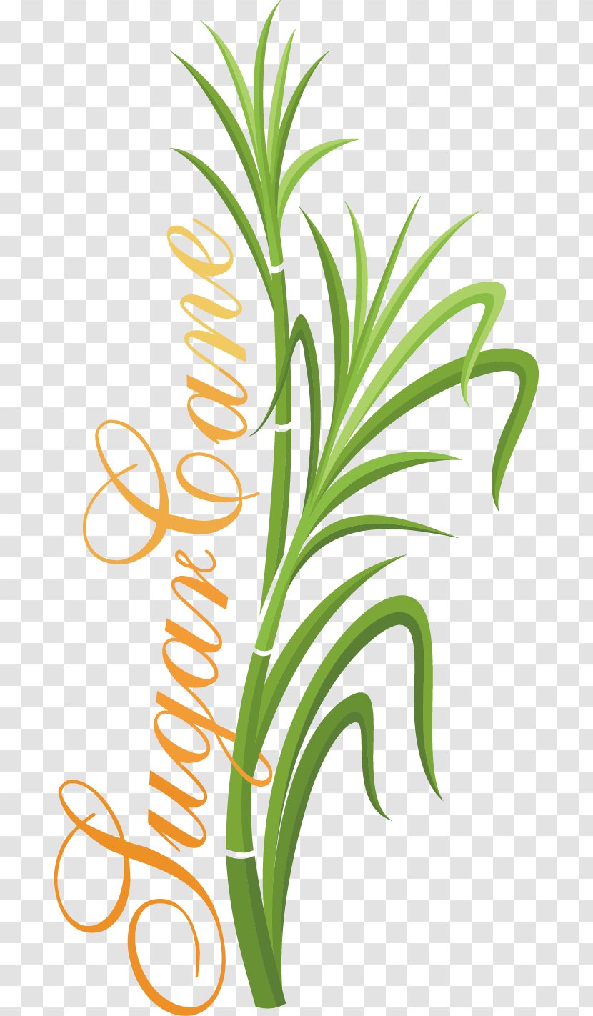 Grasses Euclidean Vector - Maize - Fresh Sugar Tag Material Transparent PNG