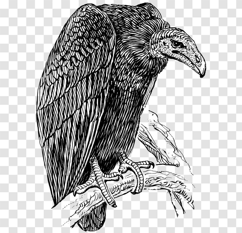 Turkey Vulture Griffon Clip Art - Beak - Eagle Transparent PNG