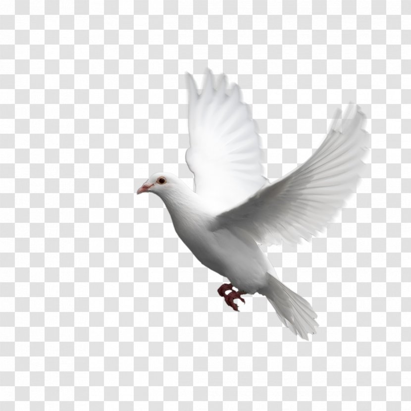 Columbidae Domestic Pigeon Bird - Wing - Picture Material,Pigeons Transparent PNG