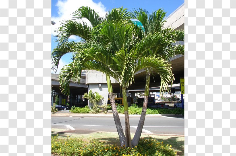 Adonidia Merrillii Tree Wodyetia Canary Island Date Palm - Curb Appeal - Green Leaves Transparent PNG