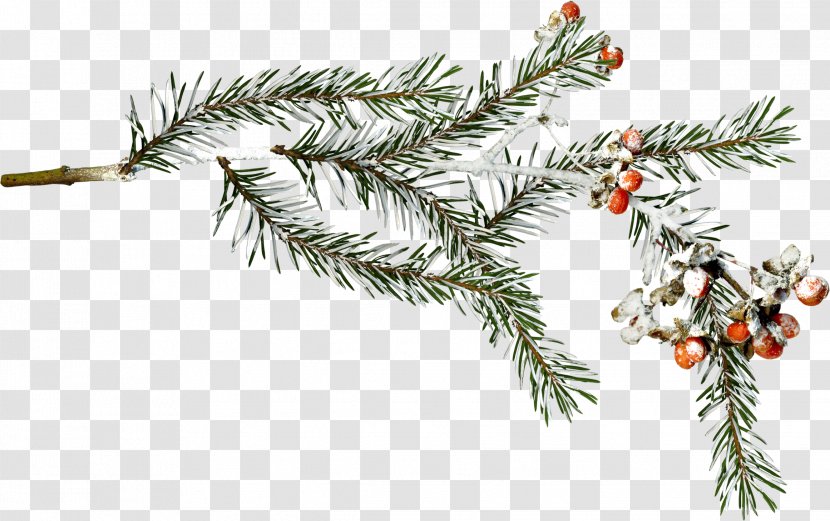 Fir Spruce Snow Branch Winter - Information Transparent PNG