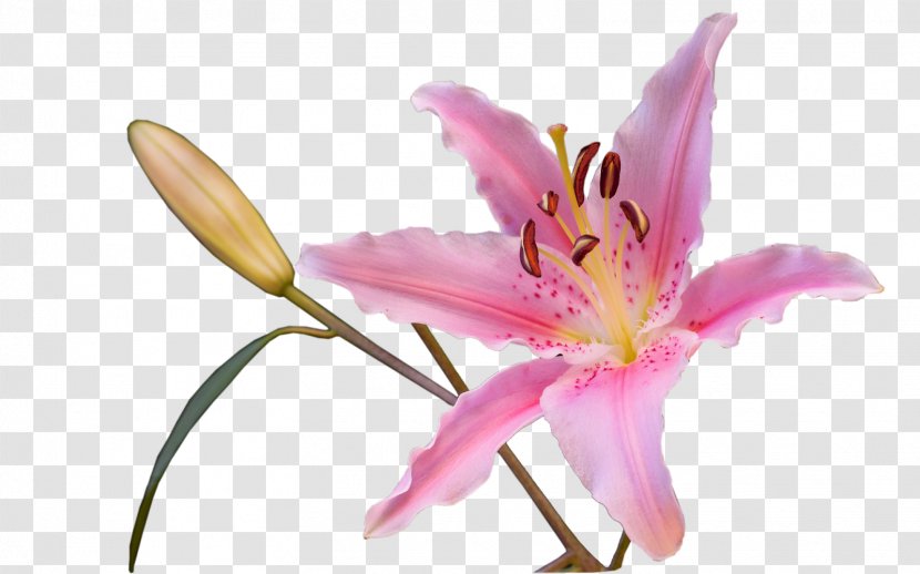 Cut Flowers Plant Liliaceae Daylily - Flowering - Photoshop Transparent PNG