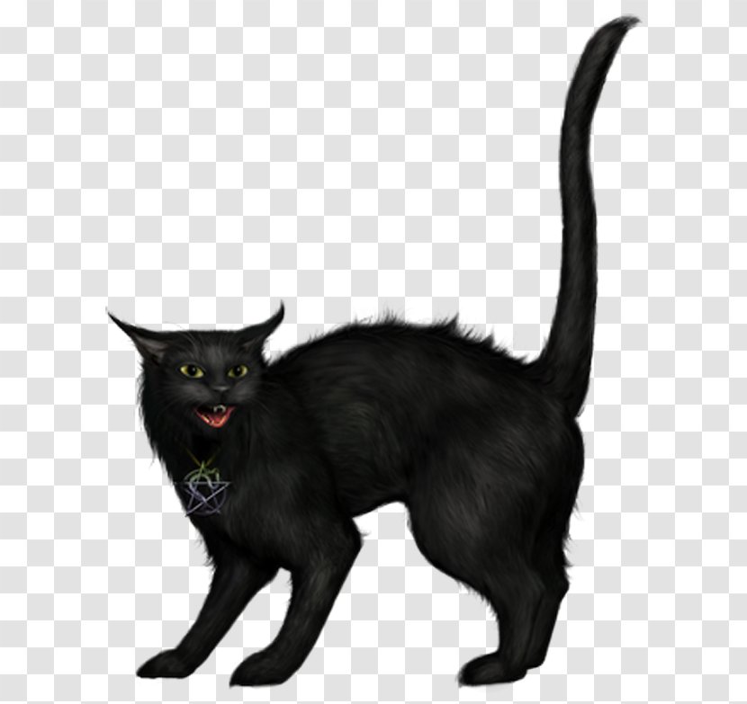 Black Cat Halloween Clip Art - Korat - Creepy Picture Transparent PNG