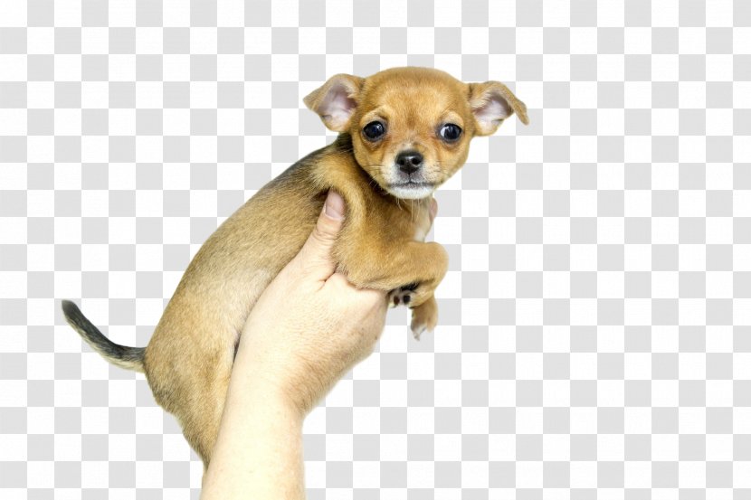 Chihuahua Puppy Labrador Retriever Dog Breed Microchip Implant - Companion Transparent PNG