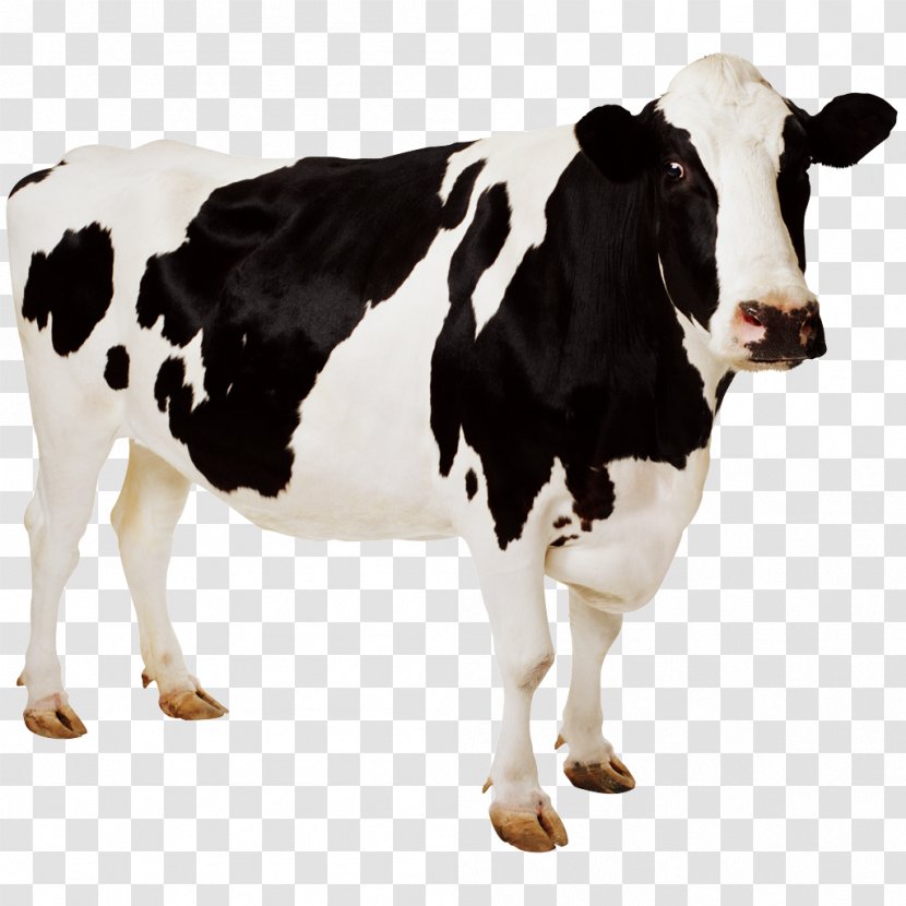 Holstein Friesian Cattle Cow Wallpaper Aurochs Desktop - Highdefinition Television Transparent PNG