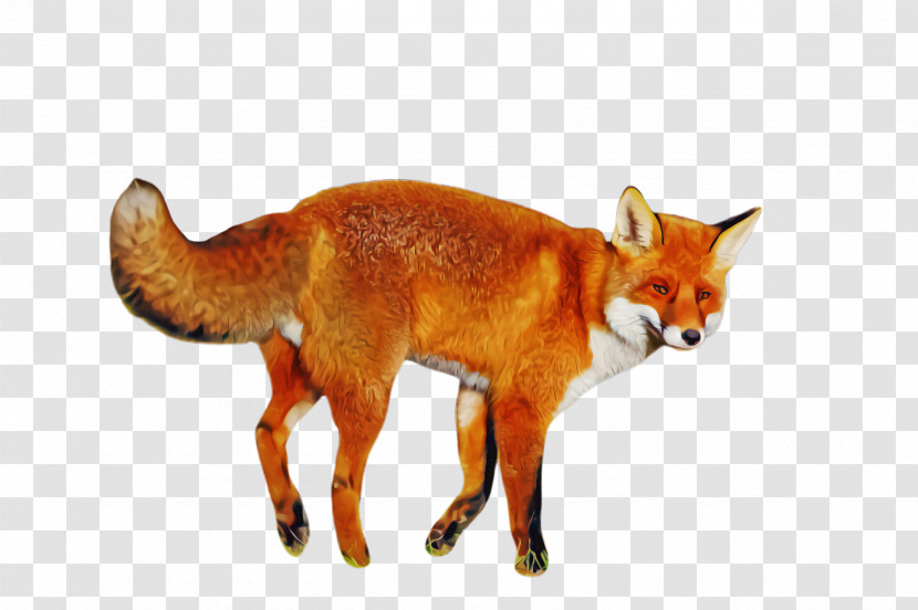 Red Fox Fox Dhole Wildlife Swift Fox Transparent PNG