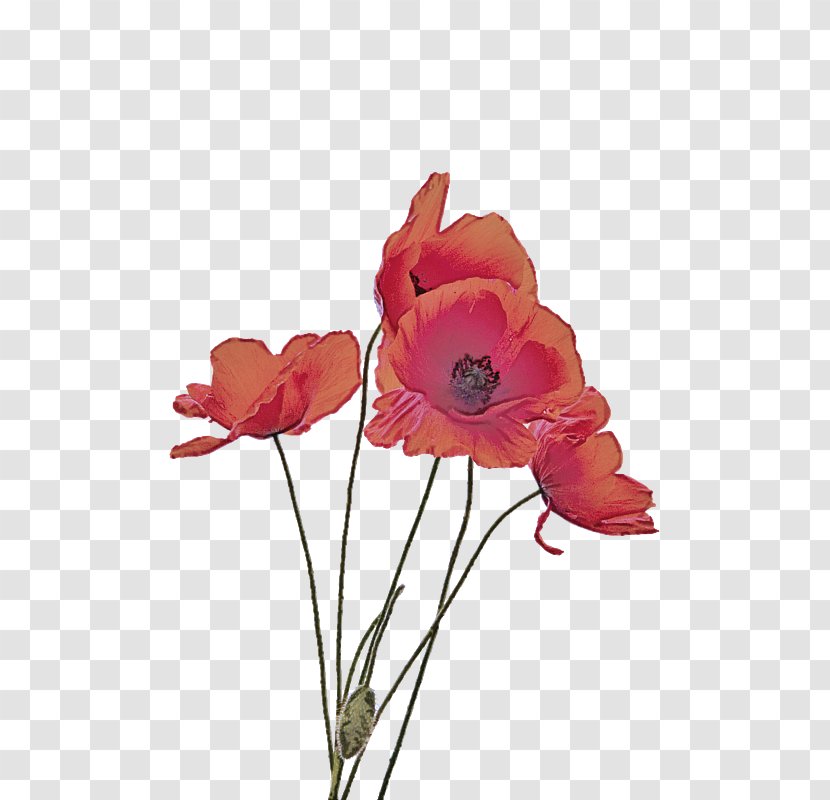 Flower Petal Pink Plant Cut Flowers - Poppy Family Corn Transparent PNG