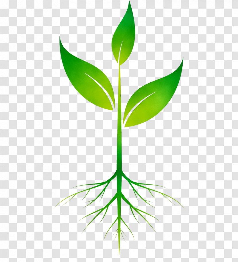 Clip Art Root Vector Graphics Plants - Green - Tree Transparent PNG