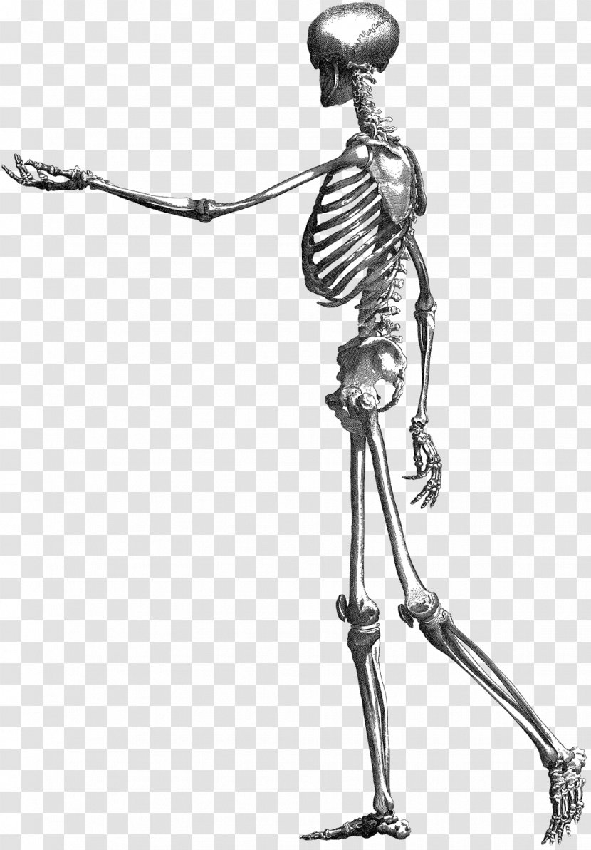 Drawing Photography Book Illustration - Bone - Skeleton Transparent PNG