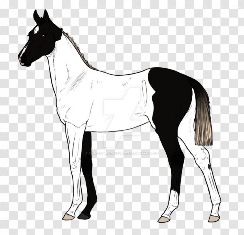 Mule Foal Stallion Mare Mustang - Black And White - Horse Breeding Transparent PNG