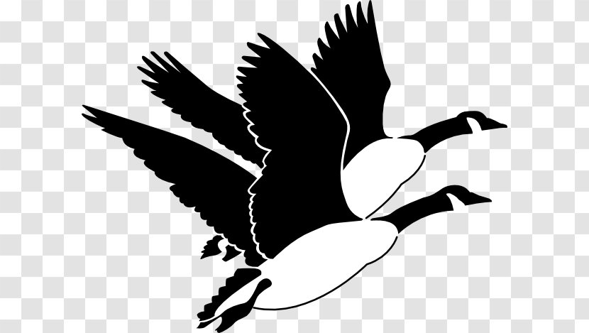 Goose Duck Mallard Bird Clip Art - Waterfowl - Mother Clipart Transparent PNG