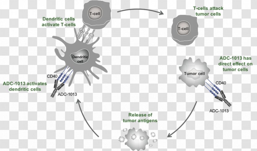 Dendritic Cell Alligator Bioscience Antibody Cancer Immune System - Silhouette Transparent PNG