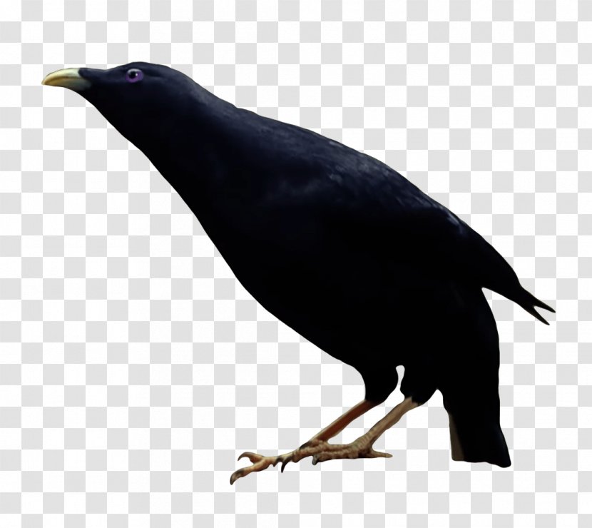 New Caledonian Crow American Bird - Redbubble - Stick Transparent PNG