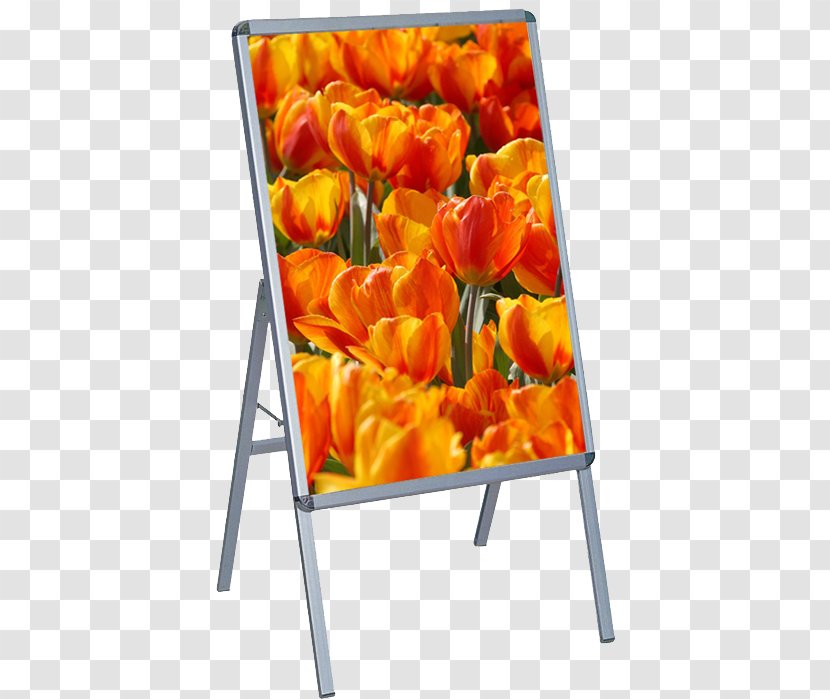 Tulip Clic-clac Cut Flowers Orange S.A. - Plant - Showroom Transparent PNG