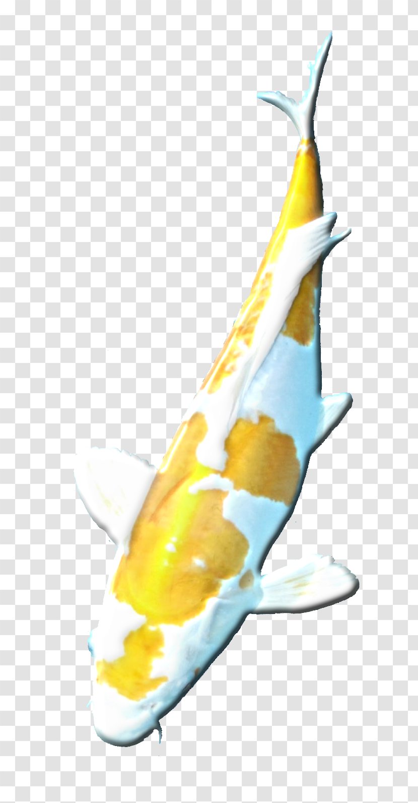 Koi Marine Mammal - Wing - Design Transparent PNG