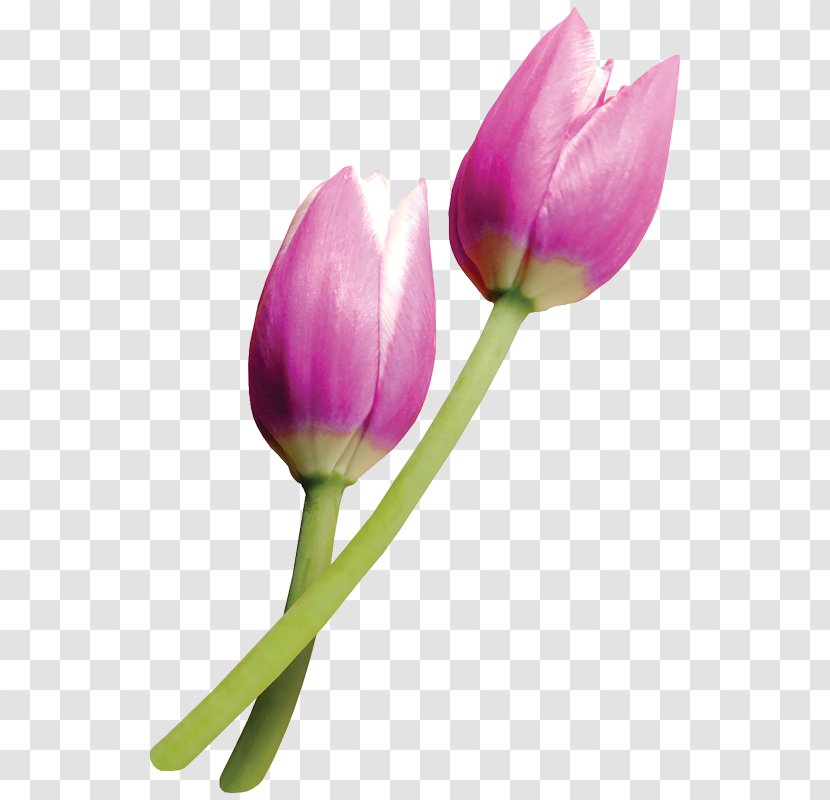 Tulipa Clusiana Flower Paper - Plant Stem Transparent PNG