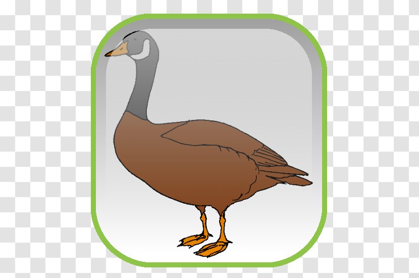 Mallard Goose Duck Desktop Wallpaper Clip Art - Waterfowl Transparent PNG
