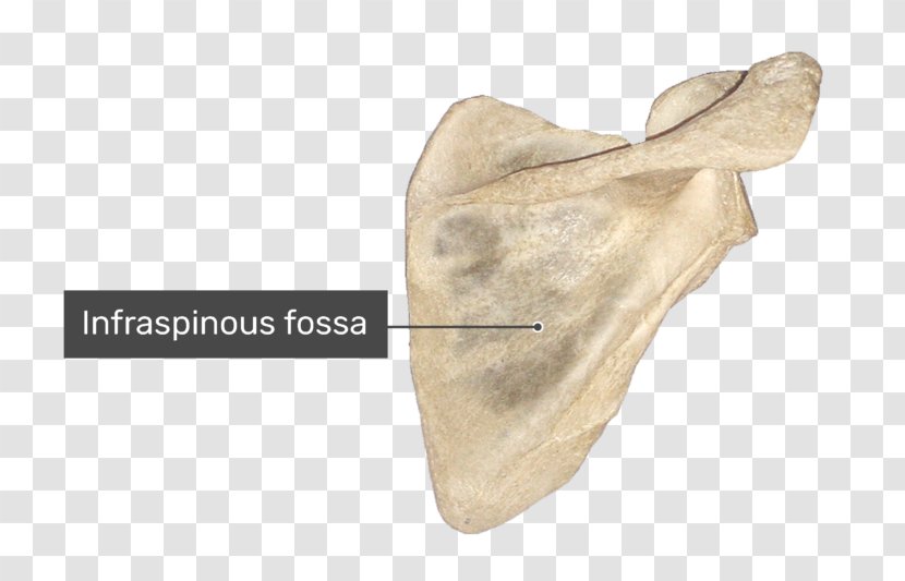 Spine Of Scapula Supraspinatous Fossa Anatomy Infraspinatous - Muscle Transparent PNG