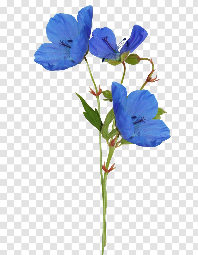 Blue Color Flower Petal - Flora Transparent PNG