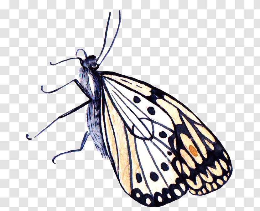 Monarch Butterfly Moth Pieridae - Designer Transparent PNG