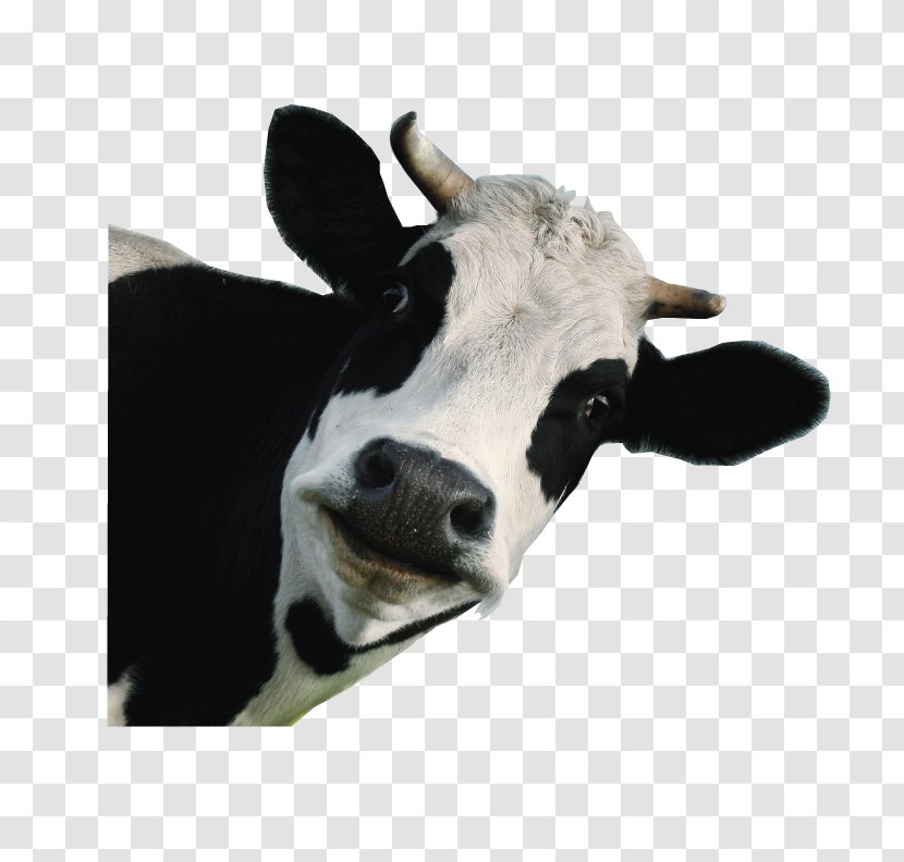 Holstein Friesian Cattle Jersey Milk Calf Dairy - Cow Transparent PNG