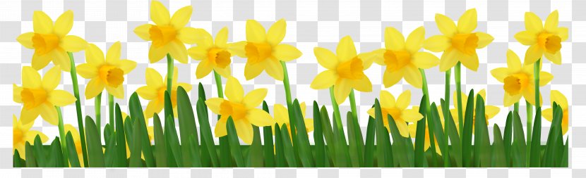 Daffodil Clip Art - Plant Stem - Grass With Daffodils Clipart Picture Transparent PNG