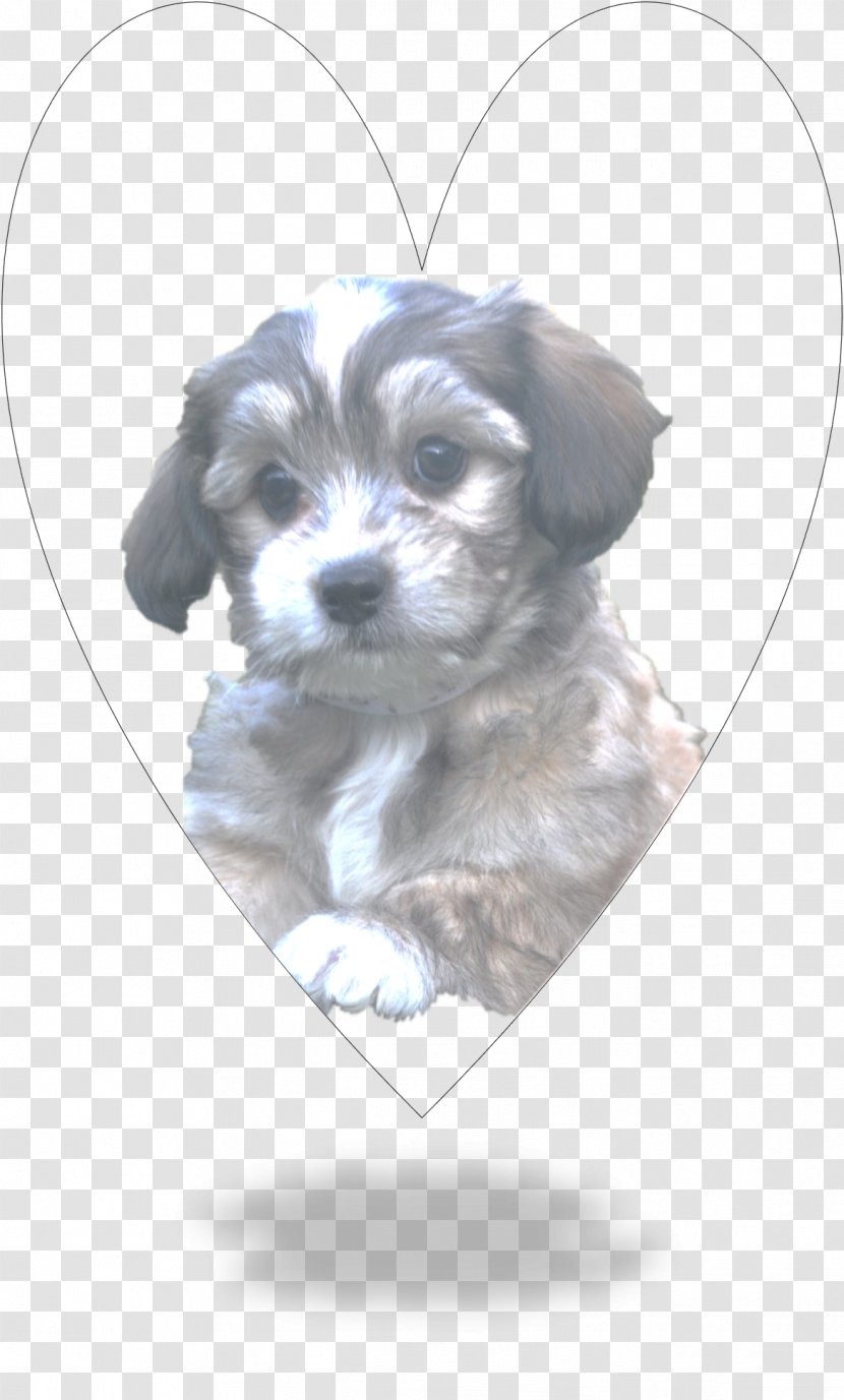 Shih Tzu Havanese Dog Puppy Lhasa Apso Cockapoo - Mammal - Bolonka Zwetna Transparent PNG