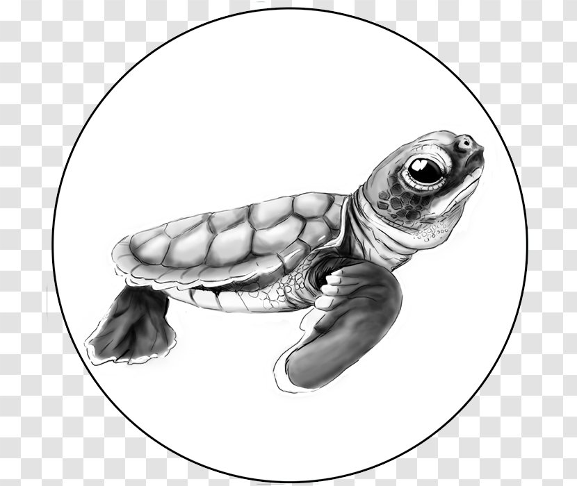 Loggerhead Sea Turtle Tortoise Pond Turtles - Caretta Transparent PNG