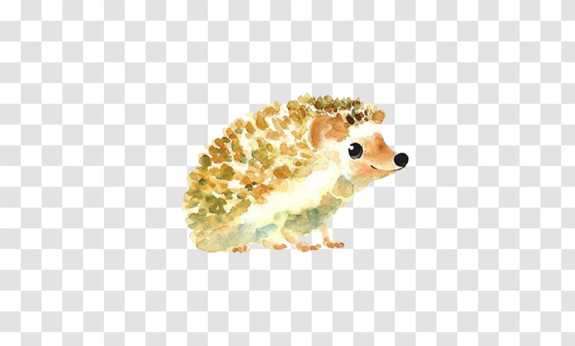 Hedgehog Drawing Art Painting Illustration - Erinaceidae - Lovely Watercolor Transparent PNG