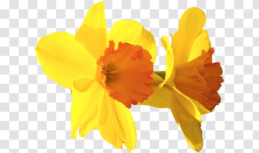 Daffodil Natural Science Scientist Clip Art - Idea Transparent PNG