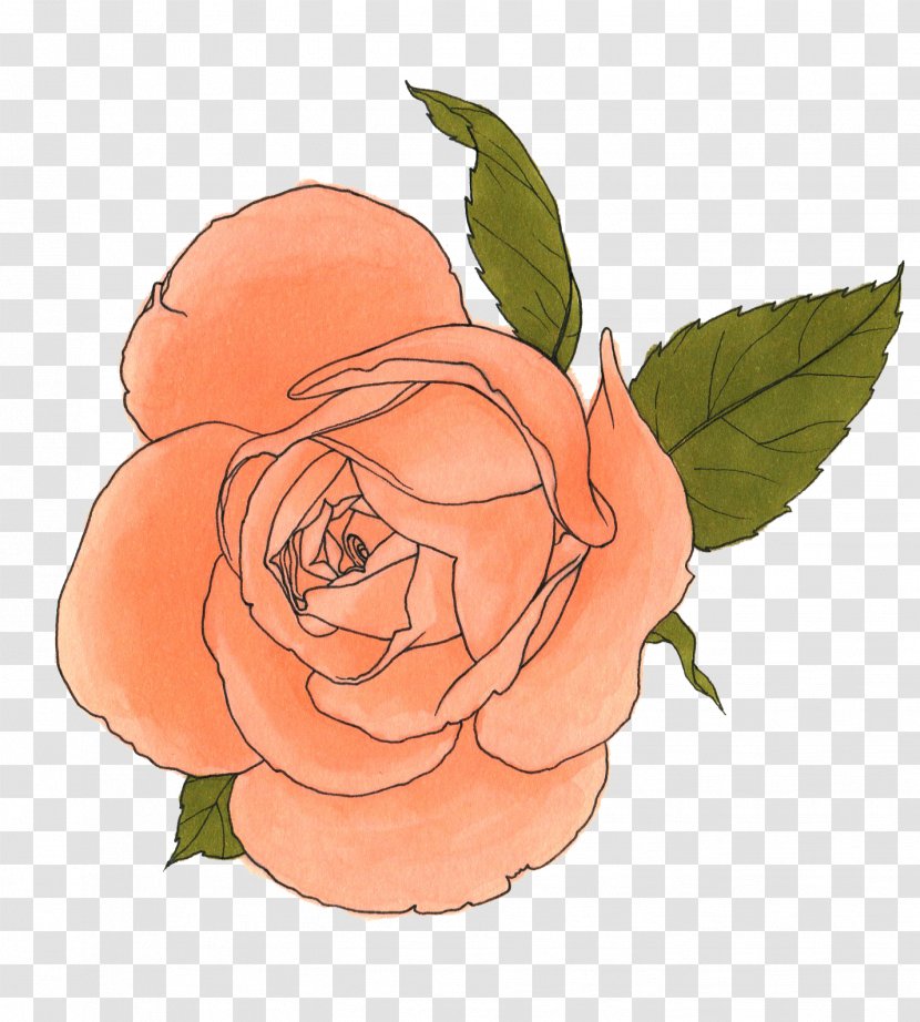Art Drawing Garden Roses - Peach - Watercolor Ink Transparent PNG