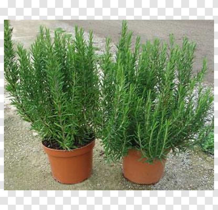 Rosemary Plant Spice Herb Mint - Shrub Transparent PNG