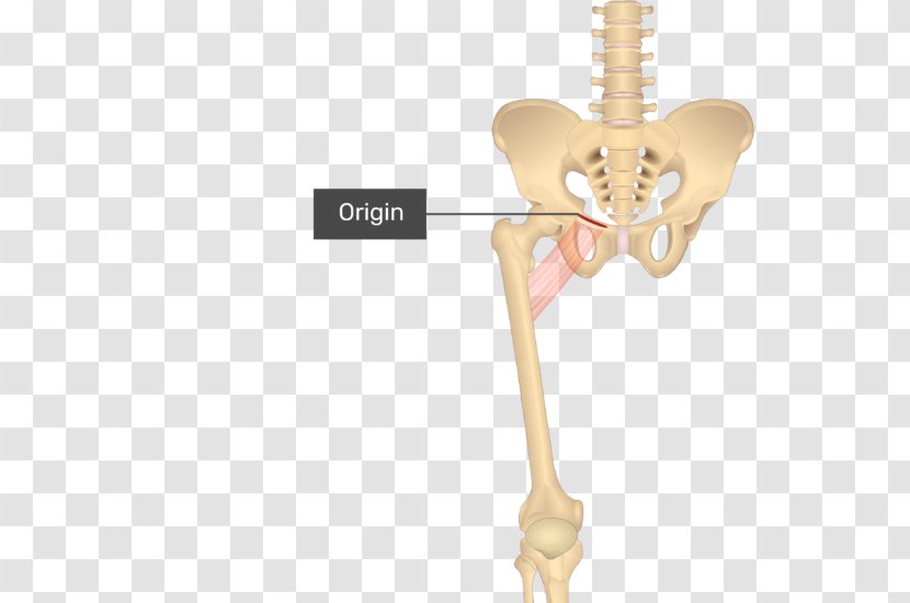 Pectineus Muscle Sartorius Gracilis Anatomy - Silhouette - Rectus Femoris Function Transparent PNG