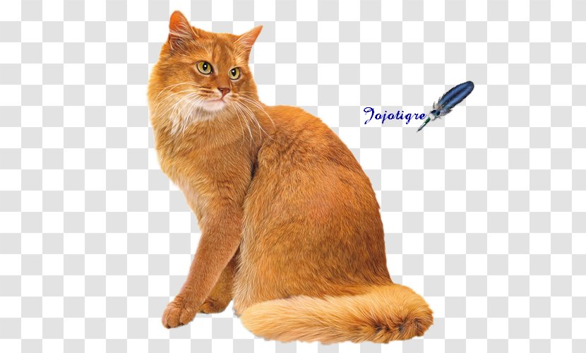 Somali Cat Manx European Shorthair Cymric Chausie - Fauna - Dog Transparent PNG