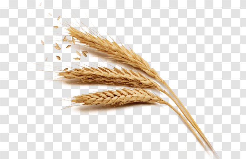 Wheat Rice Harvest - Commodity - Golden Transparent PNG