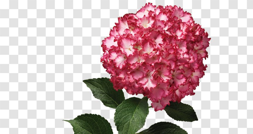 Hydrangea Pink M Petal Shrub Family - Bush Transparent PNG