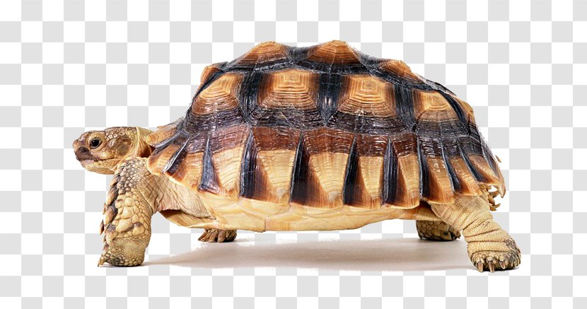 Turtle - Chelydridae - Snout Transparent PNG
