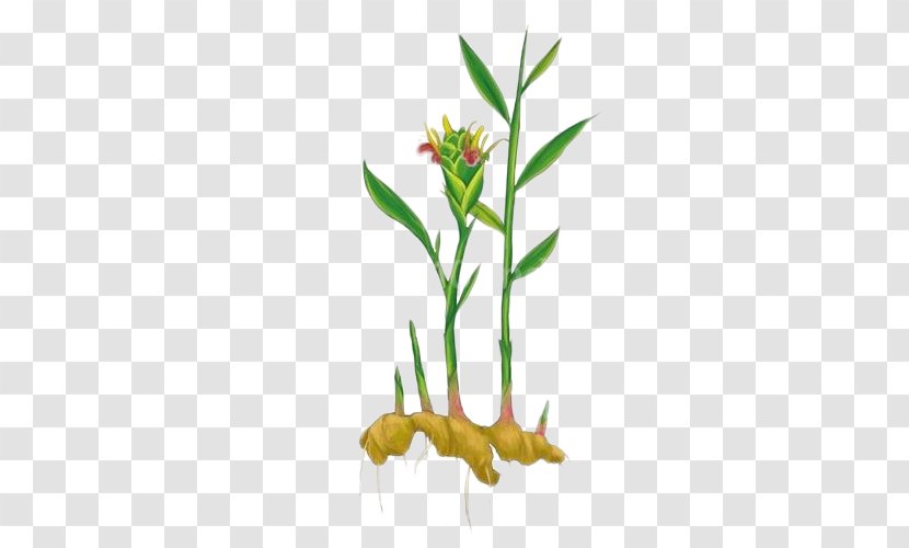 Ginger Leaf Plant Condiment Grasses - Flowering - Plant,Ginger,Ginger Leaves,seasoning Transparent PNG